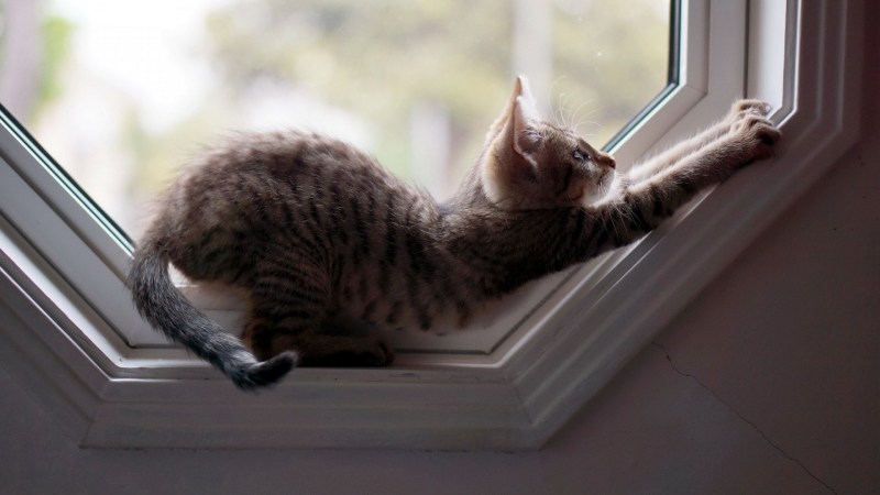 Котик на подоконнике