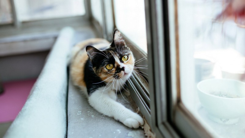 Пластиковые окна с котиком