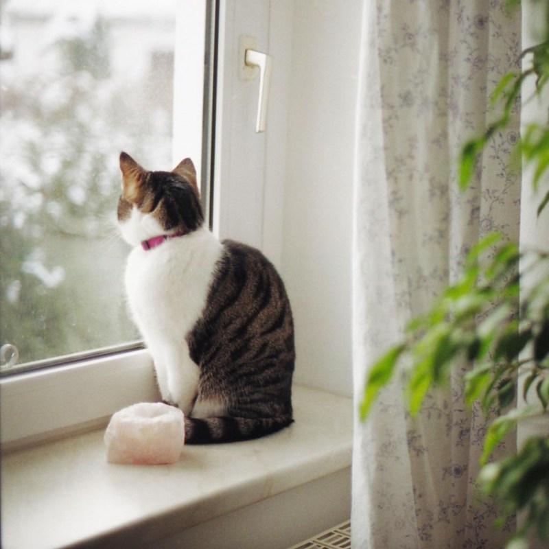 Смешной кот на подоконнике