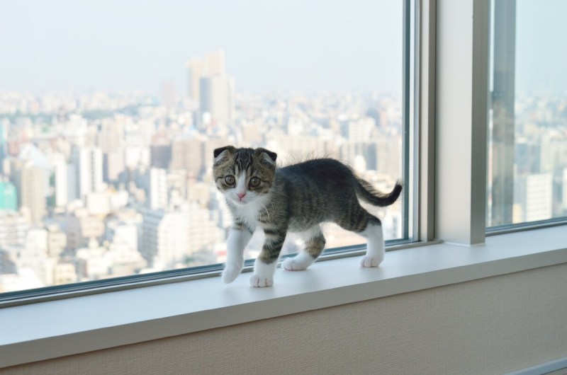 Кот на окне