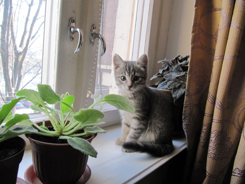 Котенок на подоконнике