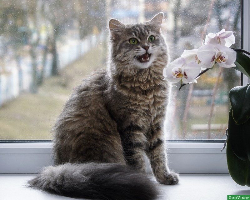 Котенок на подоконнике