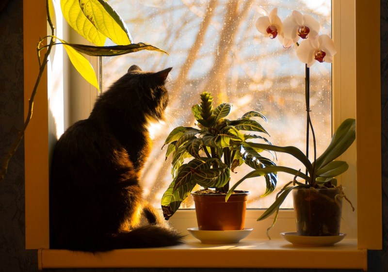 Кот на подоконнике