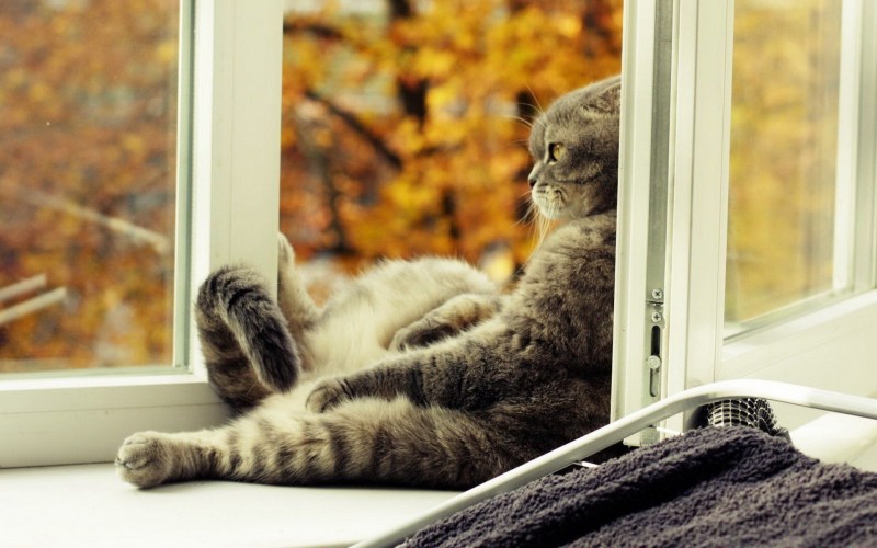 Кошка лежит на подоконнике