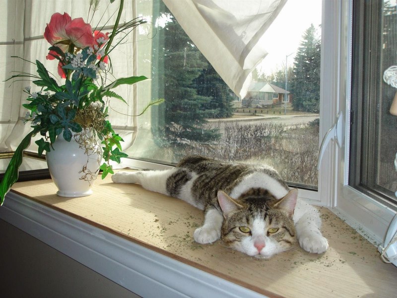 Котик на подоконнике