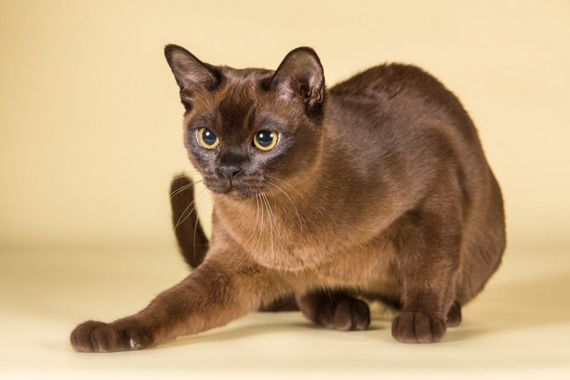 Йоркская Шотландская кошка