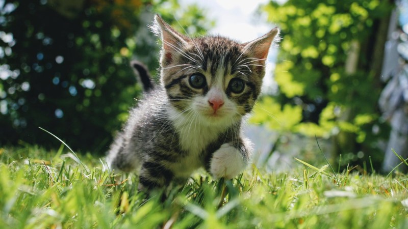 Котенок бежит по траве