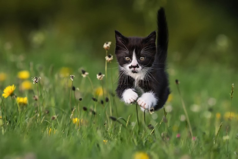 Котики летом