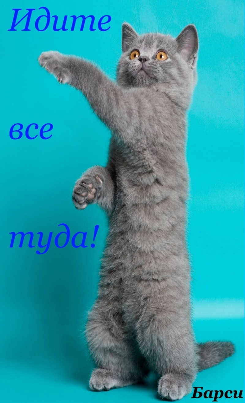 Смешные картинки с надписями