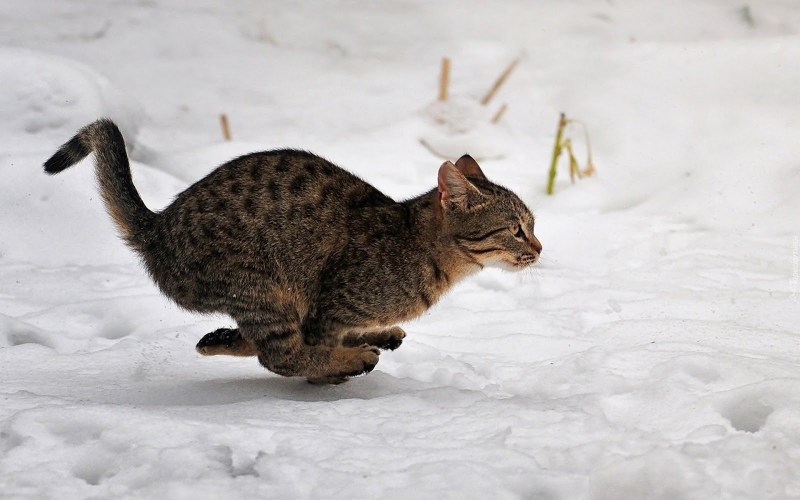 Кошка бегает
