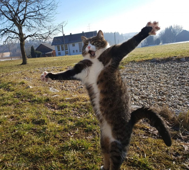 Смешной Бегущий кот