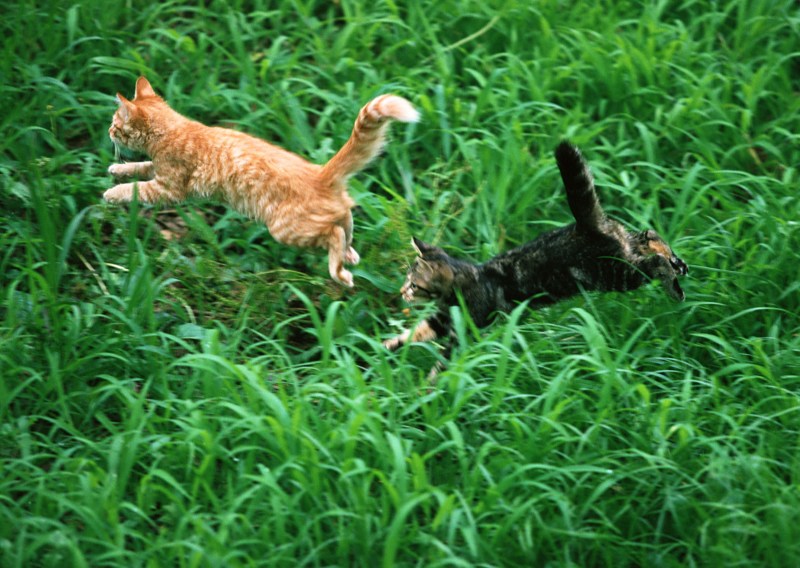 Коты бегут друг за другом