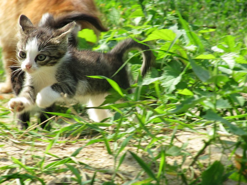 Котята бегают