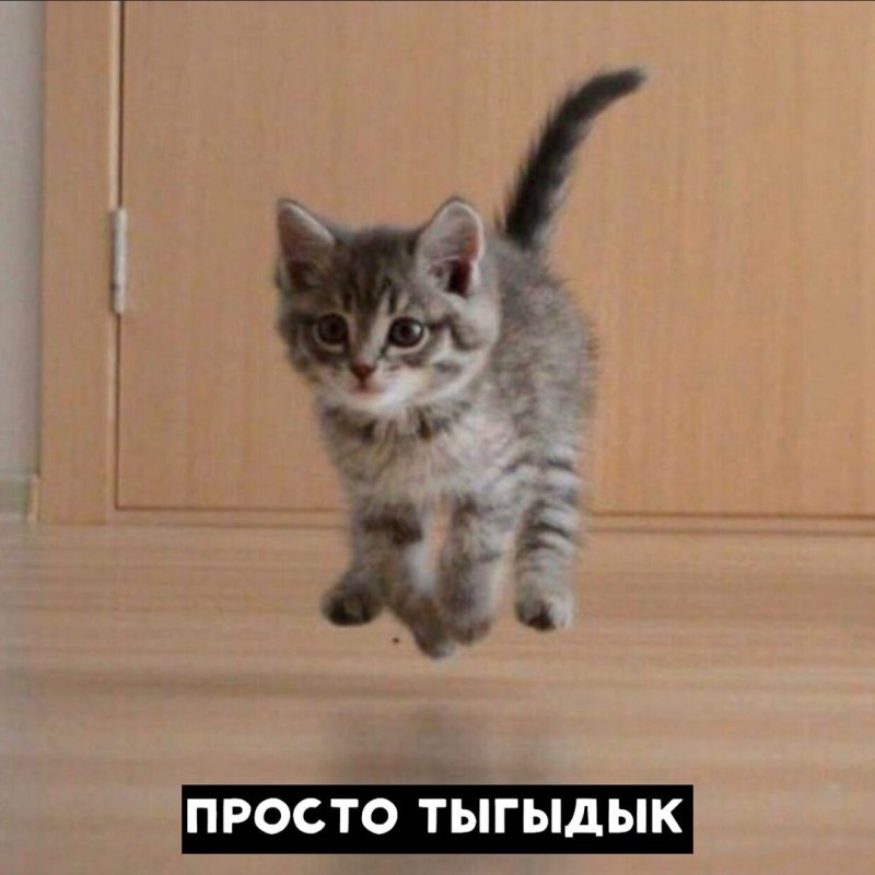 Кот тыгыдыкает