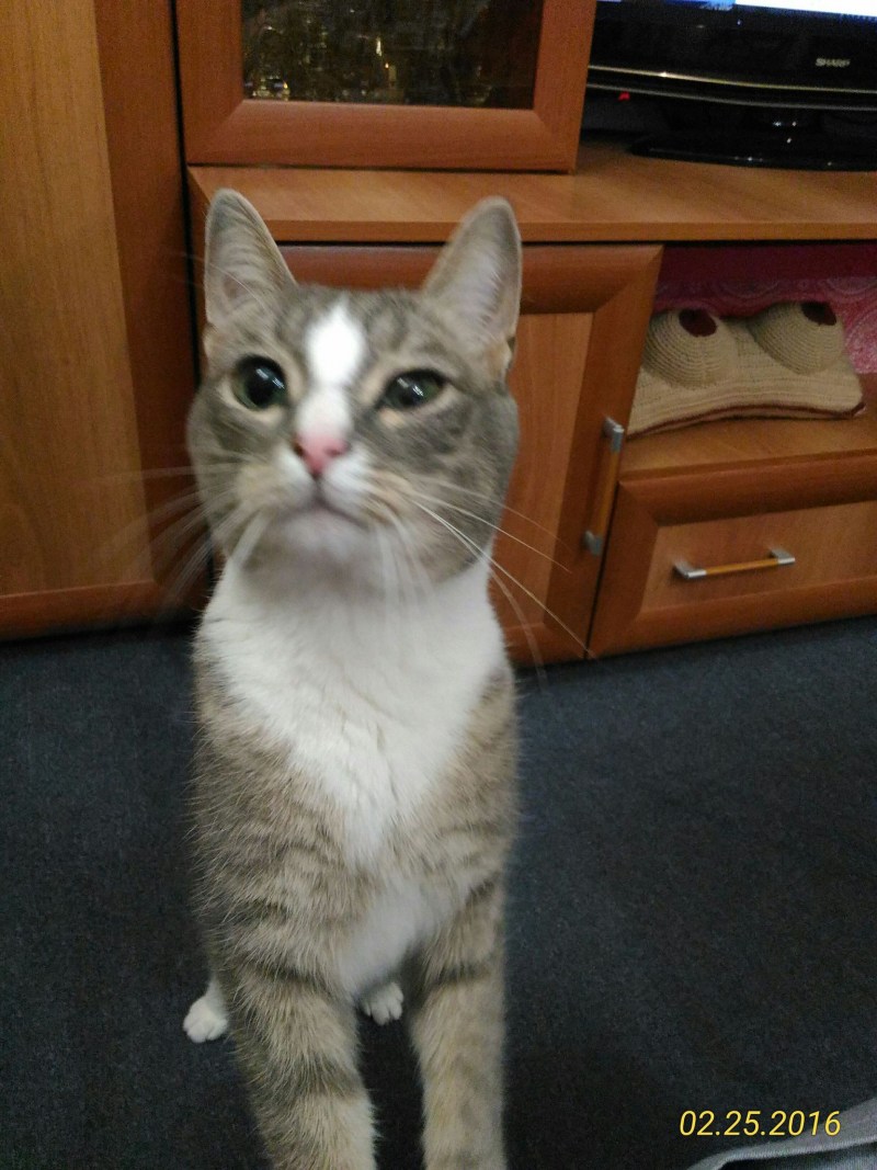 Кот с прищуренными глазами