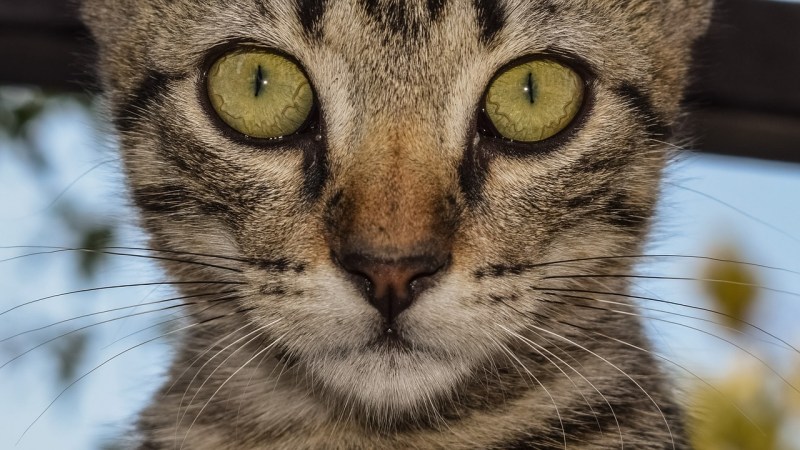 Кот подмигивает