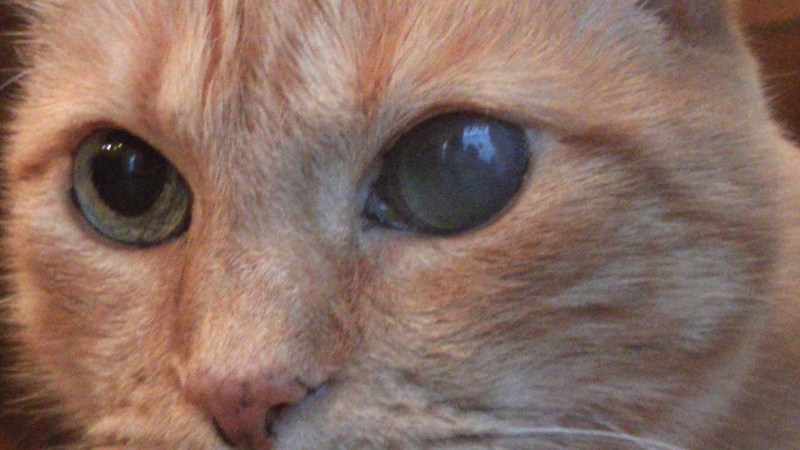 Коты с желтыми глазами