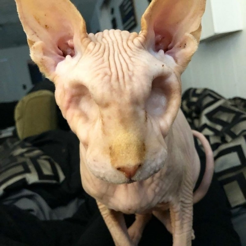 Анизокория у кота