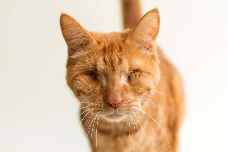 Кошачий зрачок расширенный