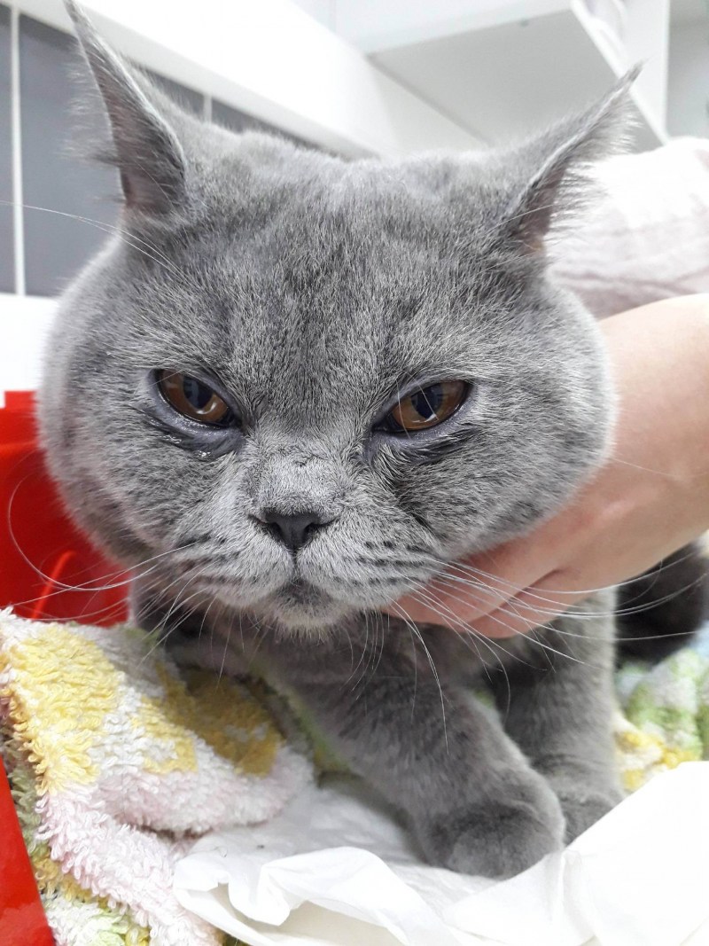 Коты с одним глазом