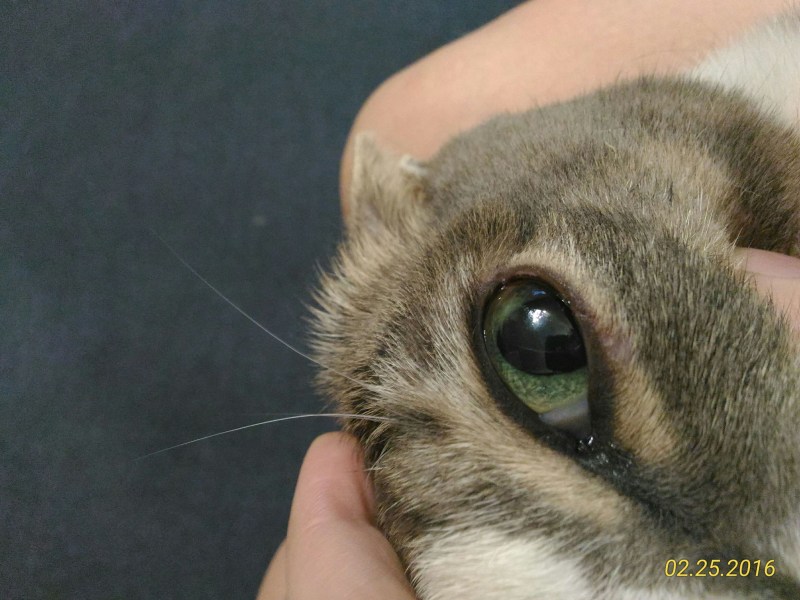 Кот зажмурил один глаз
