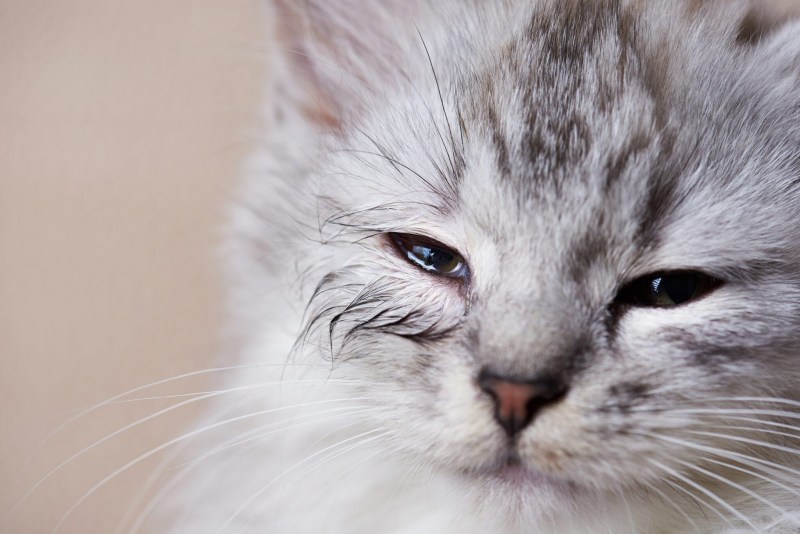 Цвет кошачий глаз