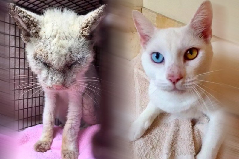 Кошка чихает и слезятся глаза