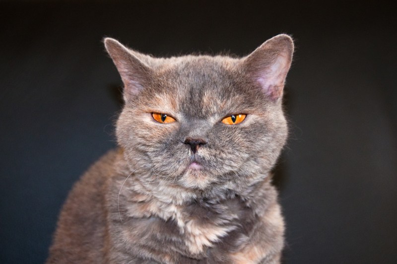 Фотопортрет кота