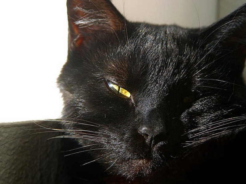 Кот Тузик