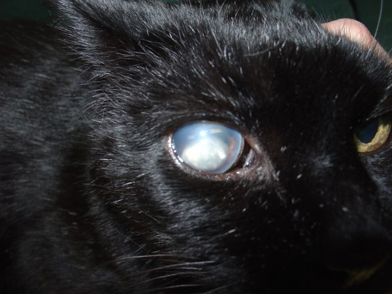 Esa Cat