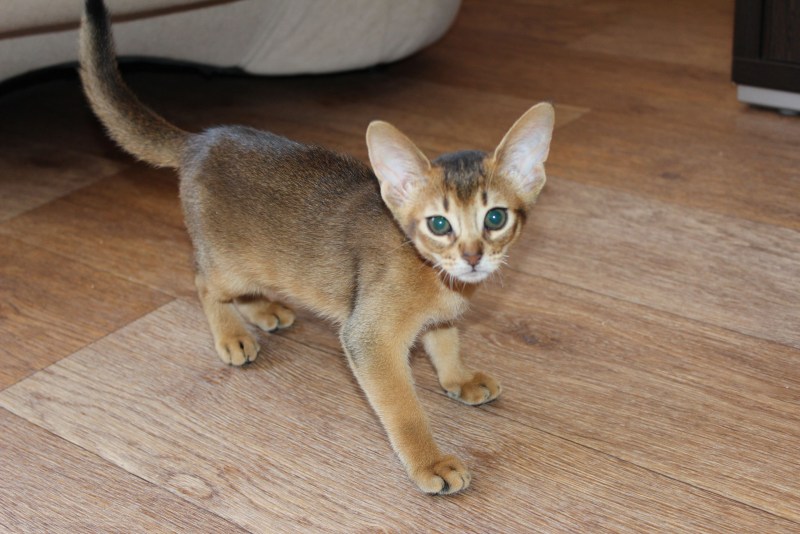 Абиссинская кошка котёнок дикий окрас