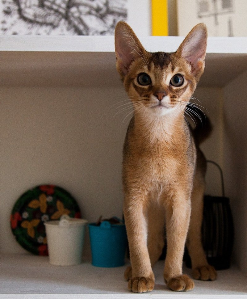 Абиссинская кошка