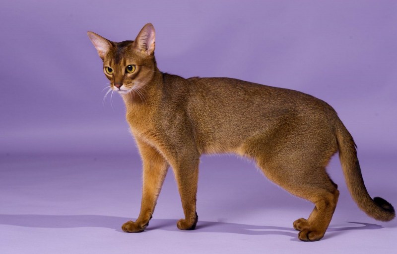 Абиссинская кошка