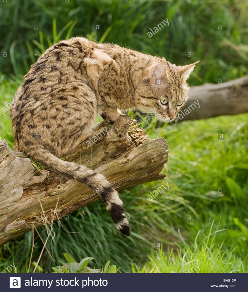 Одомашнивание диких кошек
