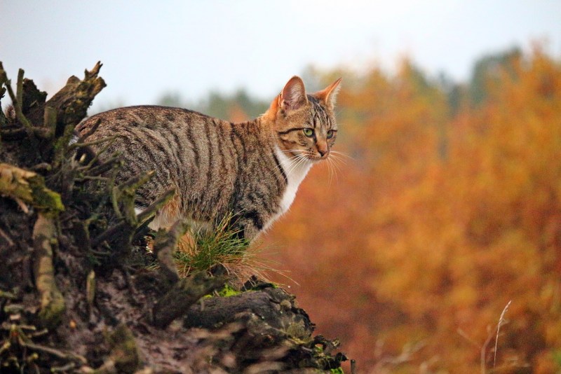 Домашний кот и дикий кот