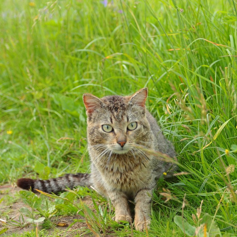 Одомашненные коты
