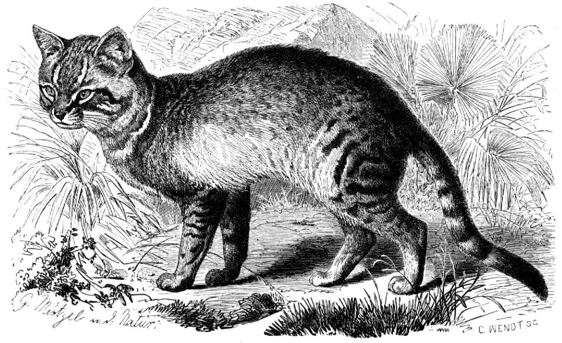 Felis Silvestris lybica рисунок