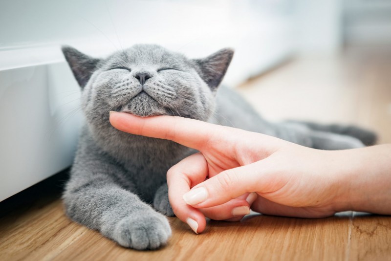 Мурчание кошки