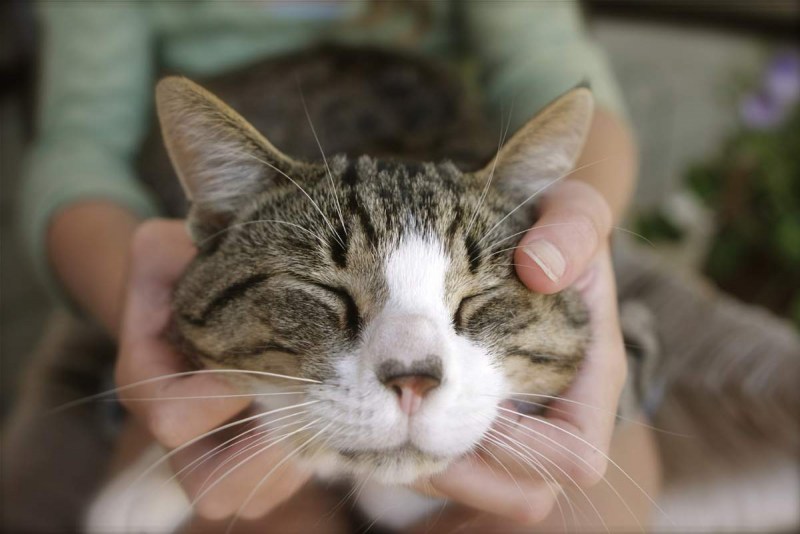 Мурчание котят