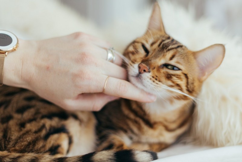 Кошка мурчит