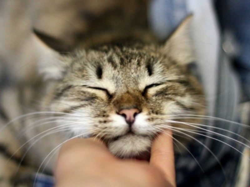 Кот мурлычет