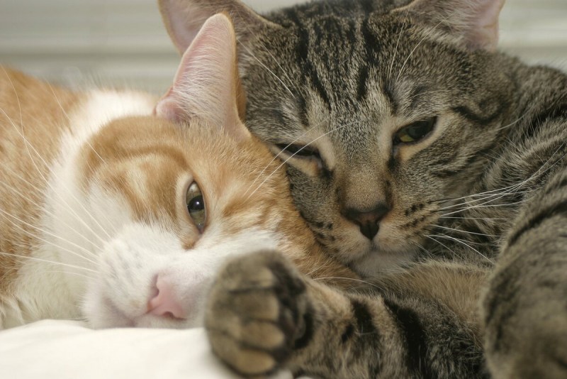 Котики ласкаются