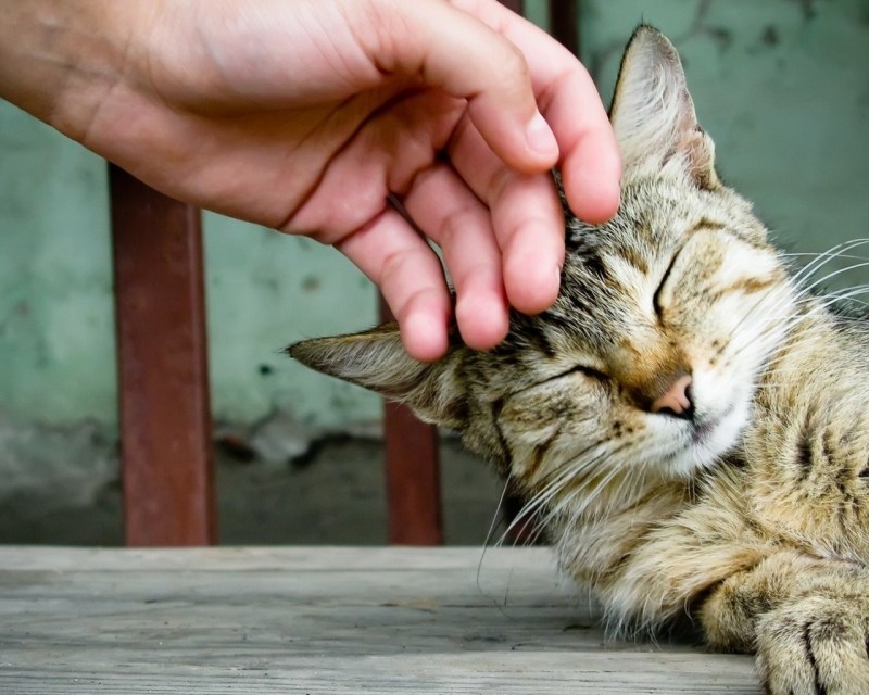 Кот урчит