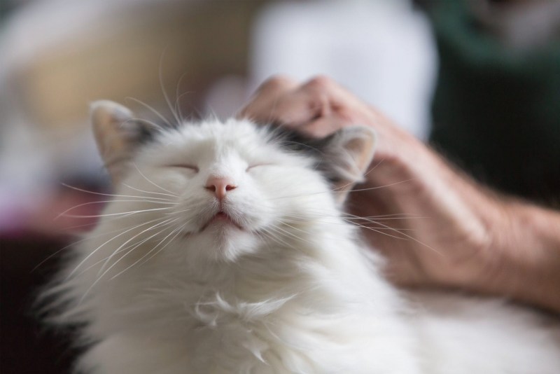 Гладить кошку