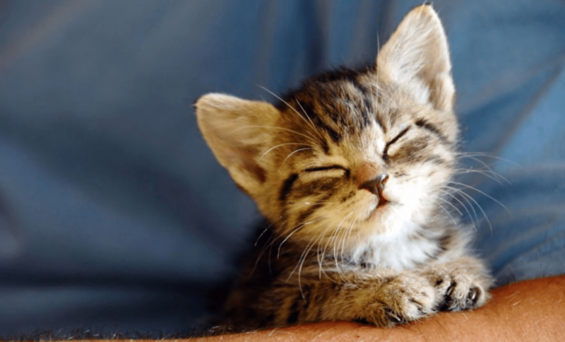 Котенок улыбается