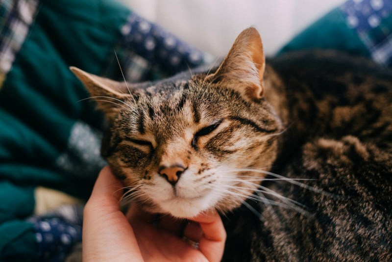 Котики мурлычат