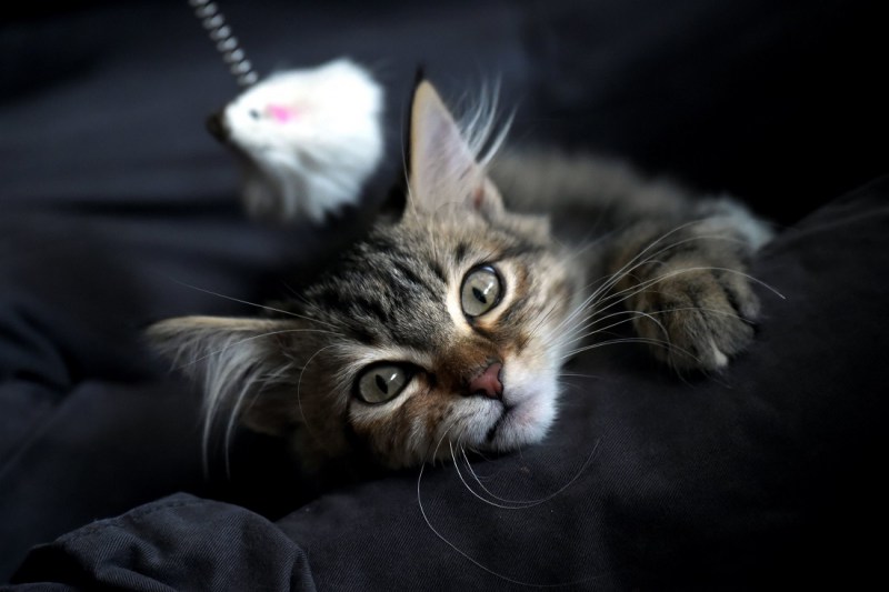 Котенок мурчит