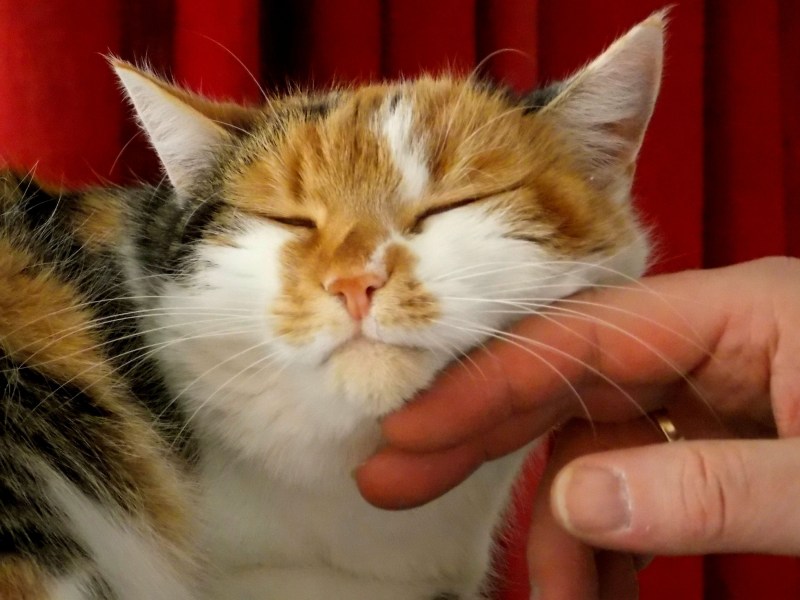 Гладит рыжего кота