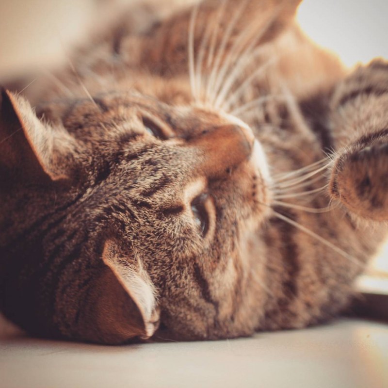 Котики мурлычат