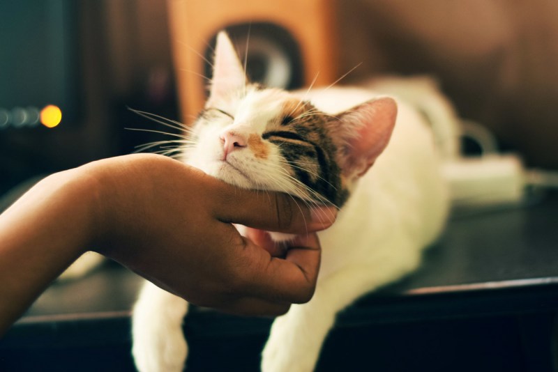 Гладить кошку